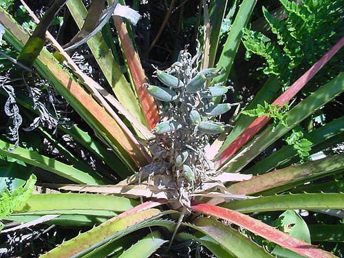 Bromelia antiacantha